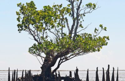 Gardens and Parks to Visit in Ecuador and the Galapagos Islands