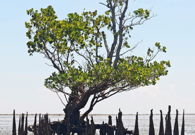 Gardens and Parks to Visit in Ecuador and the Galapagos Islands